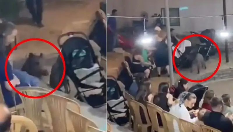 Düğün Müziklerinin Arasına Giren Yaban Domuzu Şoku!