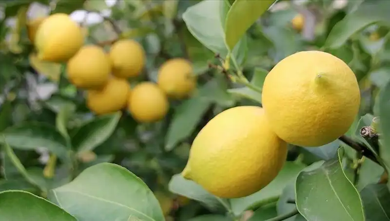 Limon Fiyatları Doları Geride Bıraktı: Bir Adedi 24 Lira!