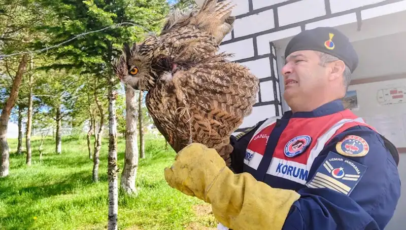 Dikenli Tellere Takılan Puhunun Hayata Dönüş Hikayesi