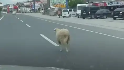 Yalova'da Kaçan Kurbanlık Hayvanlar Trafiği Kilitledi: O Anlar Kameralara Yansıdı