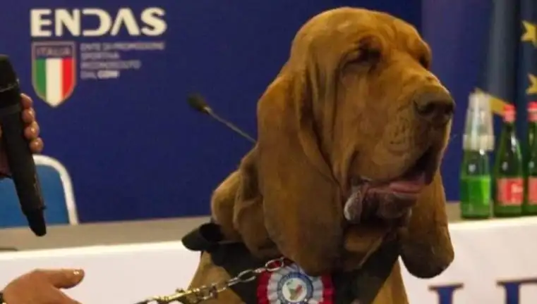 Arama Köpeğine Suikast: Çivili Sosisle Öldürülen Kahraman Hayvan
