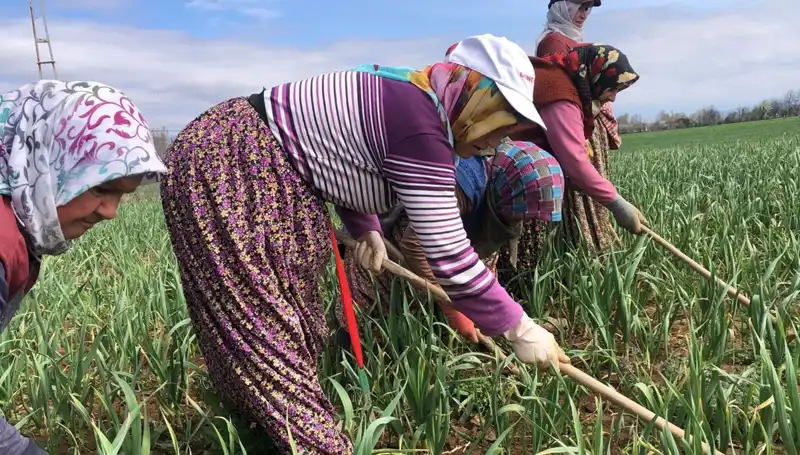Beyaz Altın Olarak Tanınan Ürün, Dünya Pazarında Çapalama Dönemine Girdi