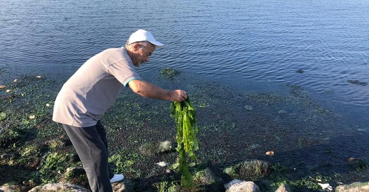 Körfez’de Marul İstilası: Tarım Alanlarında Tedirgin Edici Artış