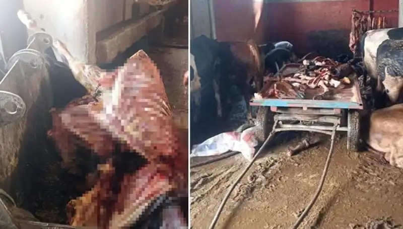 Adana'da Şok Eden Olay: 2,5 Ton At Eti ve 4 Kurtarılan At!