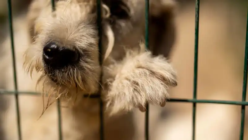 İş Stresi, Sahiplerin Köpeklerine Yasaklı Oyunlar Oynatıyor