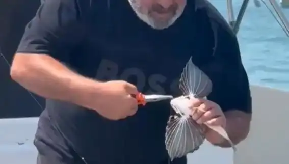 Saros’taki Kırlangıç Balığı, Olta Balıkçılarını Şaşırttı!