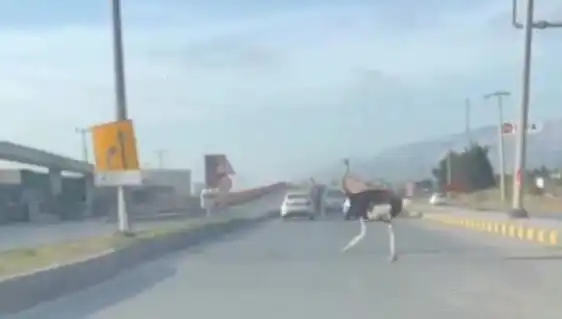 Hatay’da Trafikte Deve Kuşu Şaşkınlığı: Sürücüler Ne Yapacak?