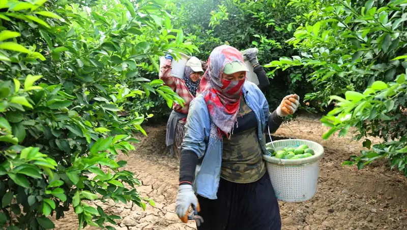 Marketlerde Patates Fiyatları Yükseliyor: Yeni Hasat Ümit Vaadediyor