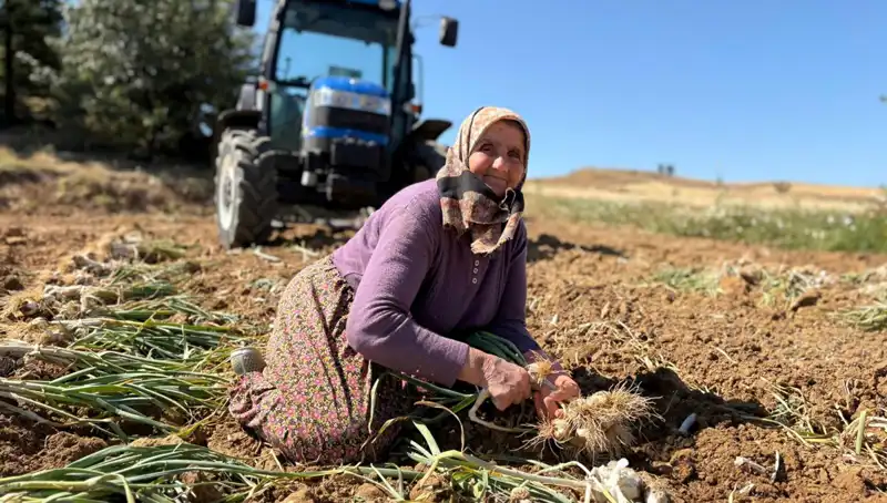 Dünyanın En Değerli Selenyum Kaynağı: Tarladan Günlük Bin 200 Liraya Alınıyor