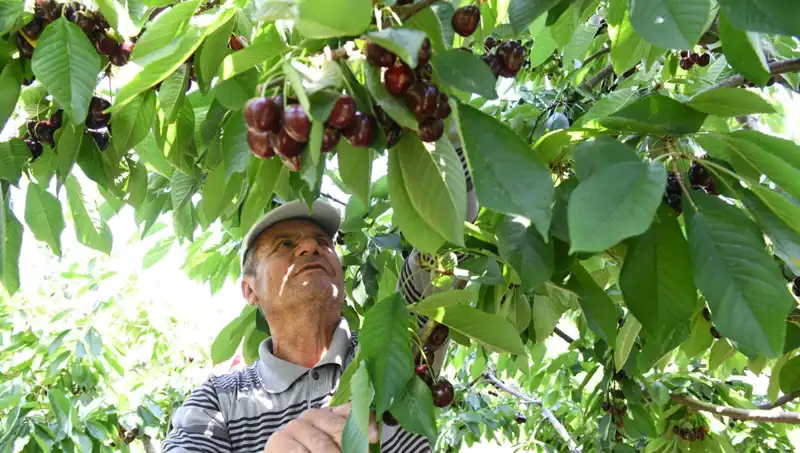 Lapseki Devi: Çay Bardağına Sığmayan Devasa Balık