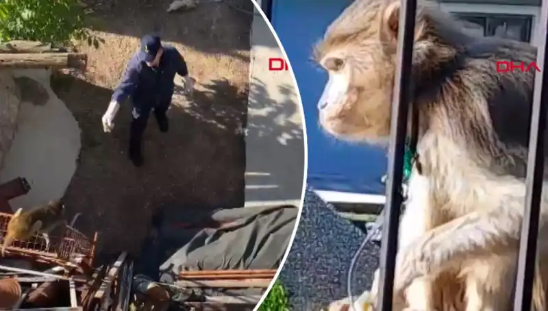 Muğla'da Yaşanan Maymun Kovalamacası: Mahalleli Ne Yapacağını Şaşırdı!