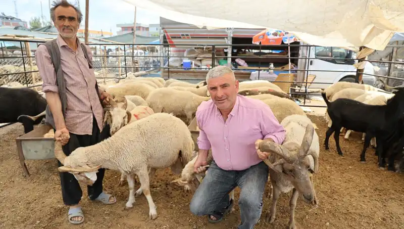 Kurban Pazarı 2023’ün Yıldızı: 4 Boynuzlu Koçlar İle Dikkat Çekiyor