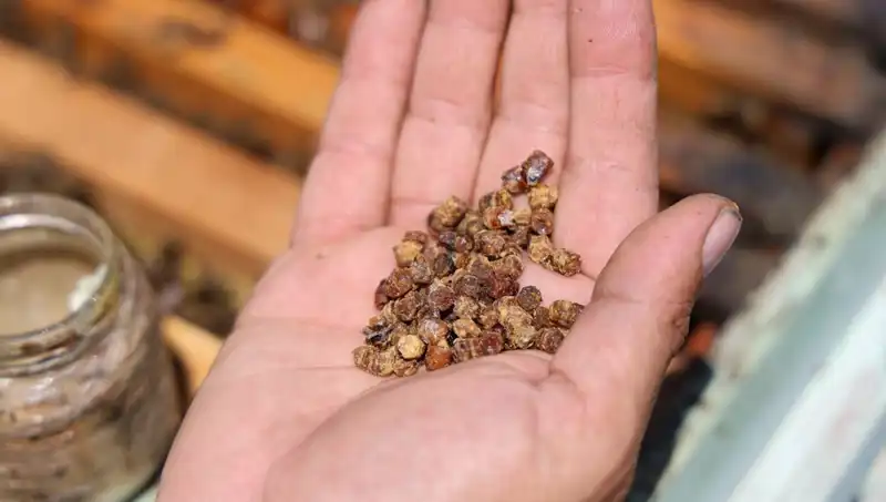 Eski Atıklar Şimdi Pahalı Bir Protein Kaynağı Haline Geldi