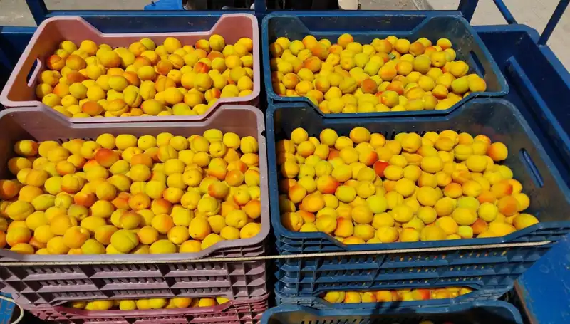 2023 Yılının İlk Hasadı: Çiftçiler 500 TL'den Alıcı Buldu