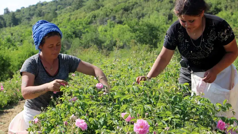 Zirai Don, Tarım Ürünlerini Olumsuz Etkiledi: Gül Hasadı Tehlikeye Girdi