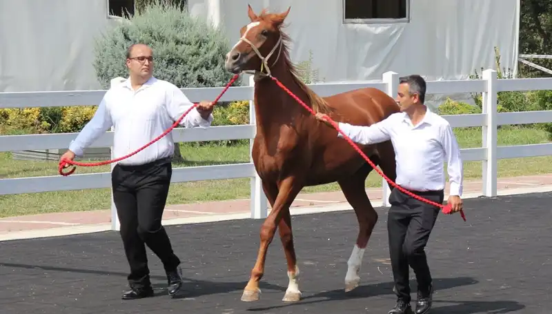 Taşkın Kral’ı Rekor Dolar Miktarıyla Tüm Gözleri Üzerine Çekti