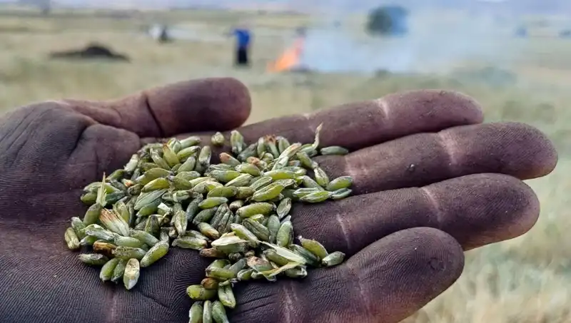 Firik Sezonu Türkiye’yi Sarhoş Edecek Lezzetlerle Geliyor!